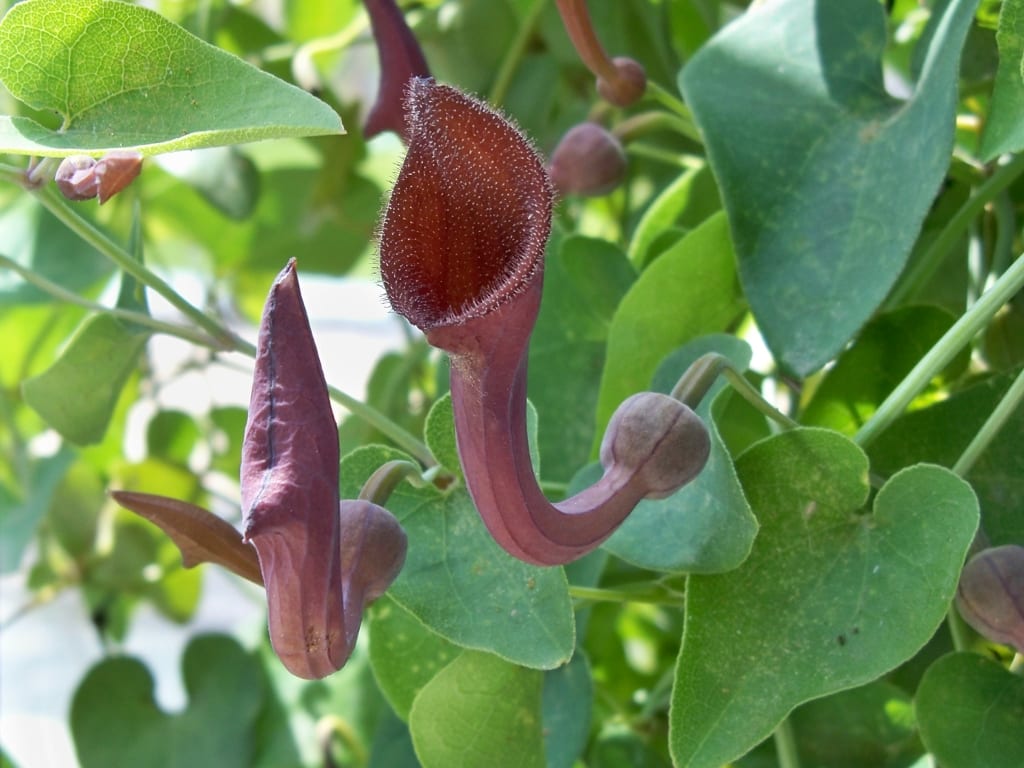 Aristolochia baetica: riesgo, flor trampa y mariposa arlequín