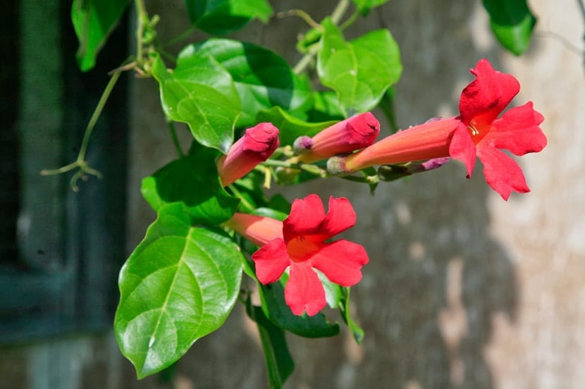 Bignonias: quién es quién en el coro de trompetas