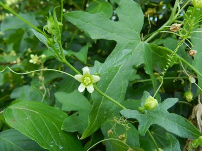 Frutos rojos de Bryonia dioica en el racimo