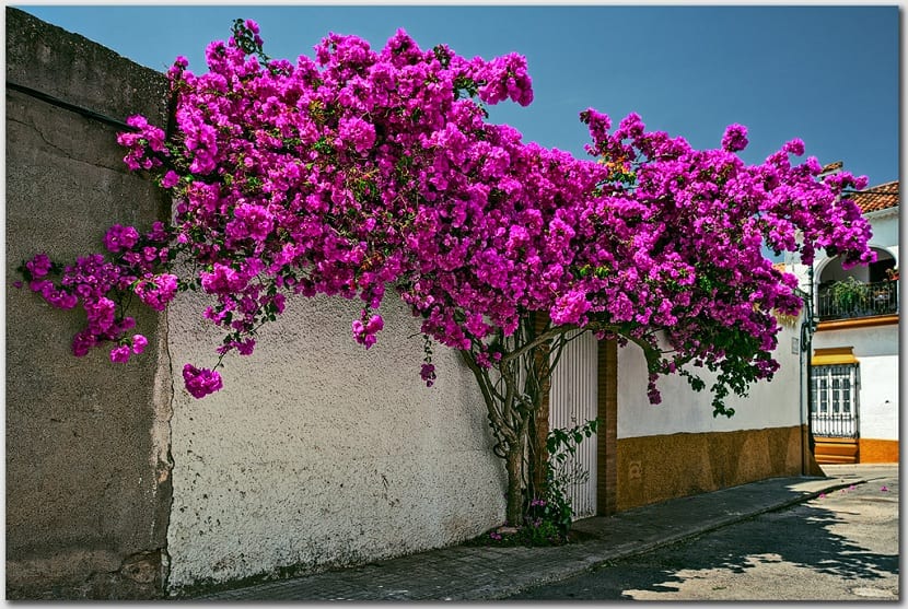 Buganvilla spectabilis arbol