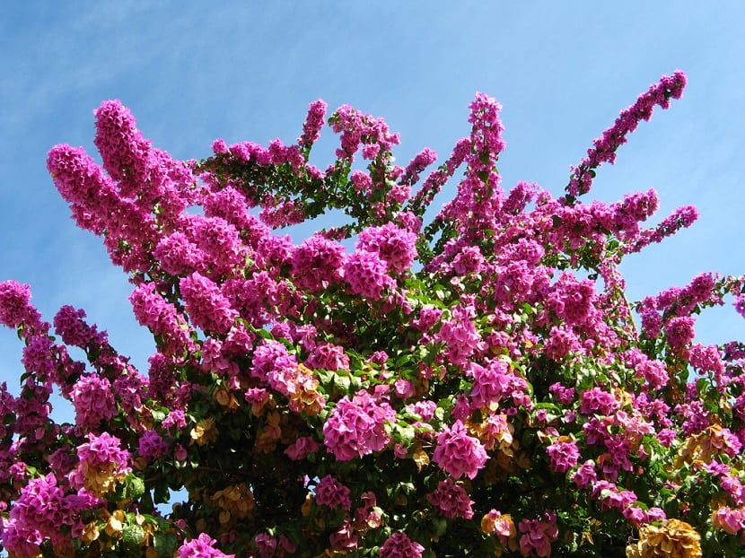 Buganvilla spectabilis florecida