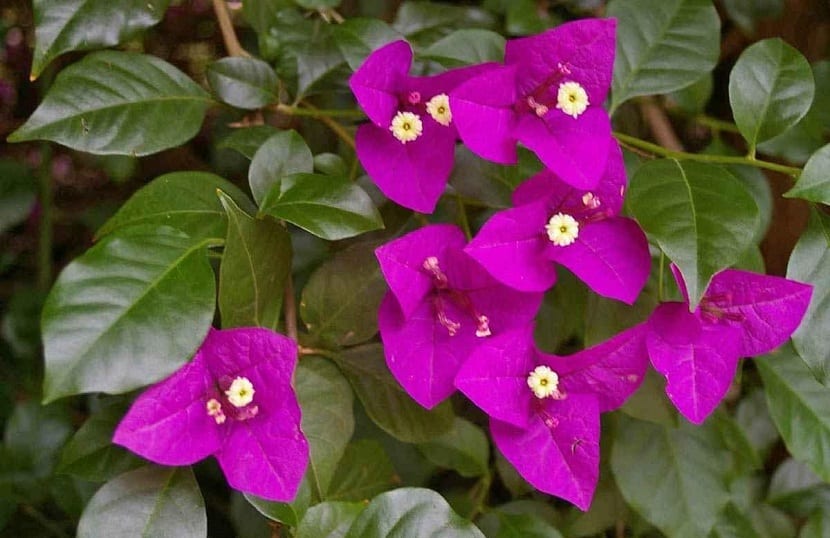 Buganvilla spectabilis flores