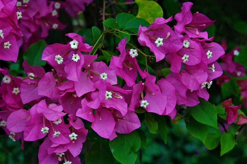 Caracteristicas Buganvilla spectabilis