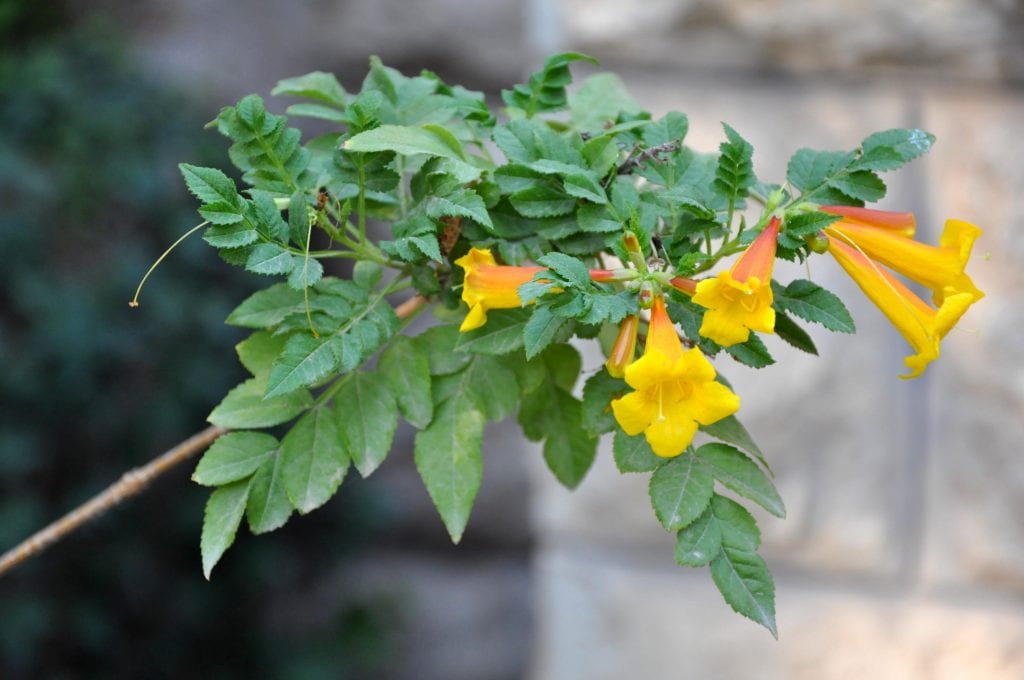 Campsis radicans var. flava, la variedad de flor amarilla