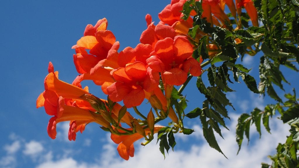 Campsis radicans es un arbusto trepador muy vigoroso