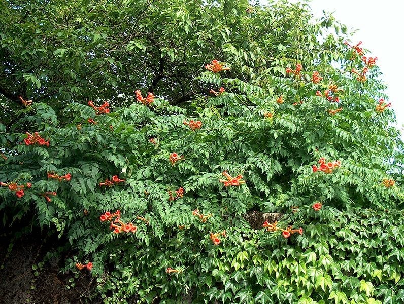 Vista de la Campsis radicans