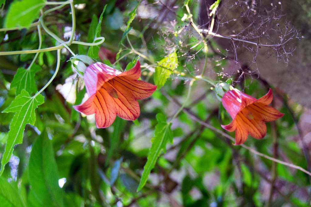 Canarina canariensis: el bicácaro y su ciclo invertido