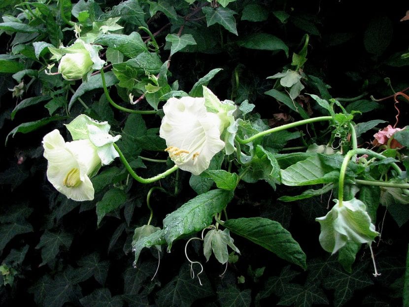 Flores de la Cobaea scandens 'Alba'