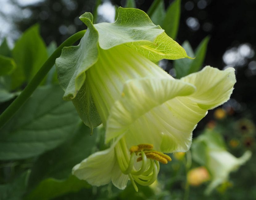 Ejemplar en flor de Cobaea scandens 'Alba'