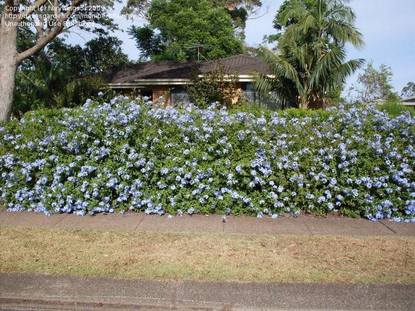 Celestina o Plumbago auriculata: cultivo en muro soleado