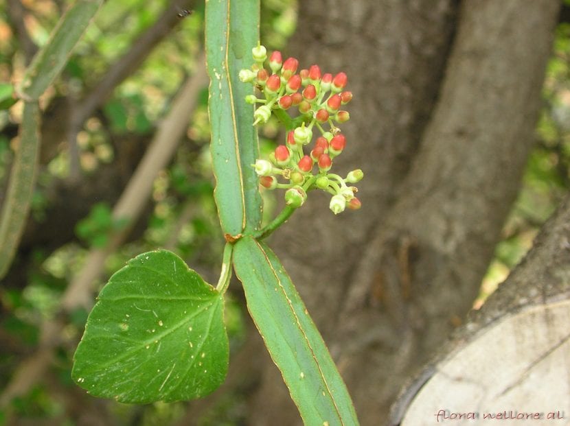 Flores de Cissus quadrangularis