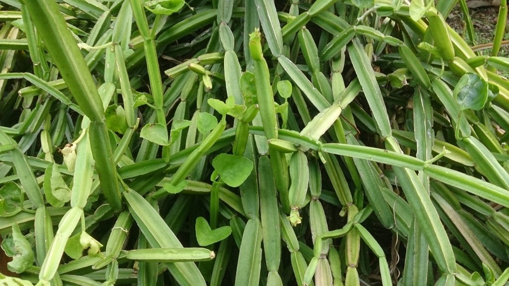 Cissus quadrangularis: la vitácea suculenta de tallo cuadrado
