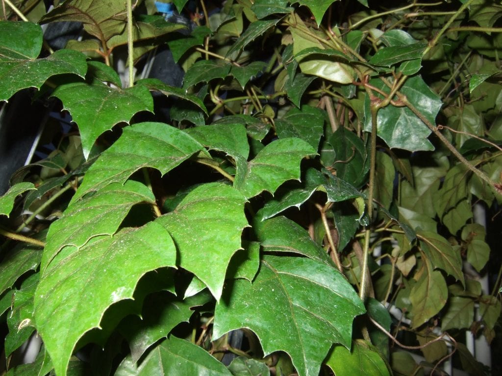 Cissus: el género vitáceo pariente de la vid