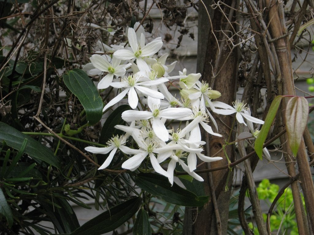 Planta de Clematis armandii