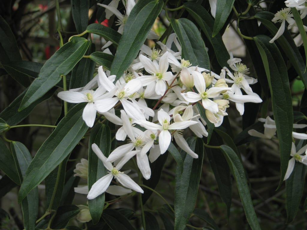 Flores blancas y perfumadas de Clematis armandii