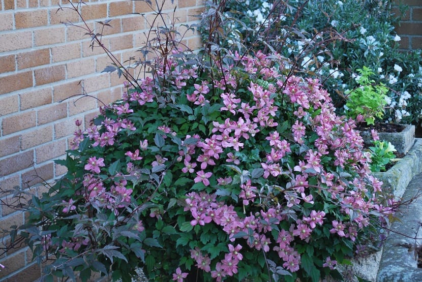 arbusto plantado en jardin de color rosa