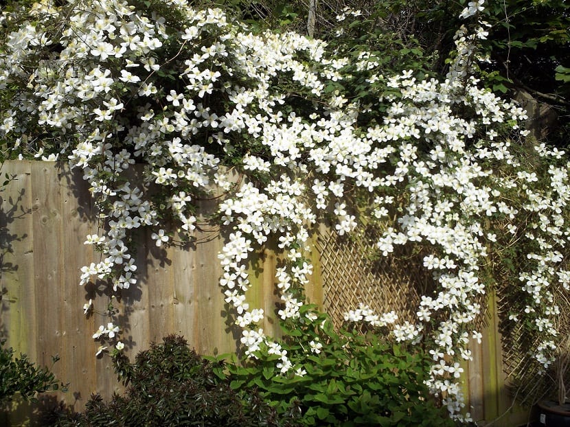 flores blancas que trepan a través de un muro de madera