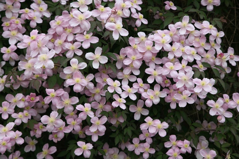 planta llena de florecitas rosas