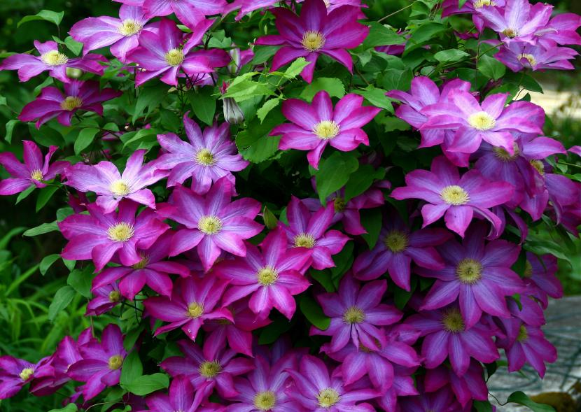 Clematis Kakio