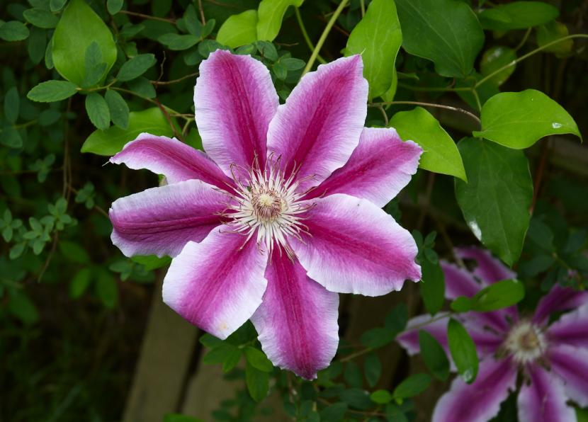 Clematis ruppel