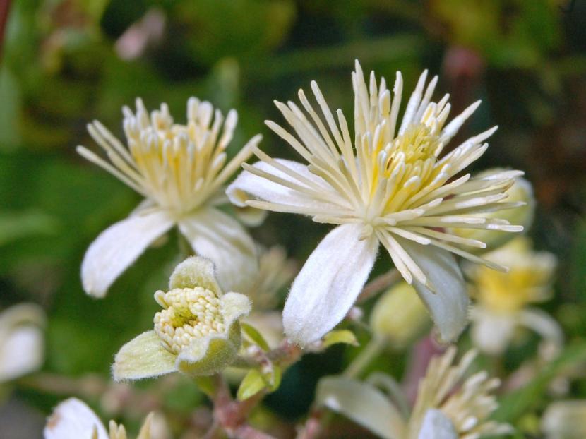 Clematis vitalba