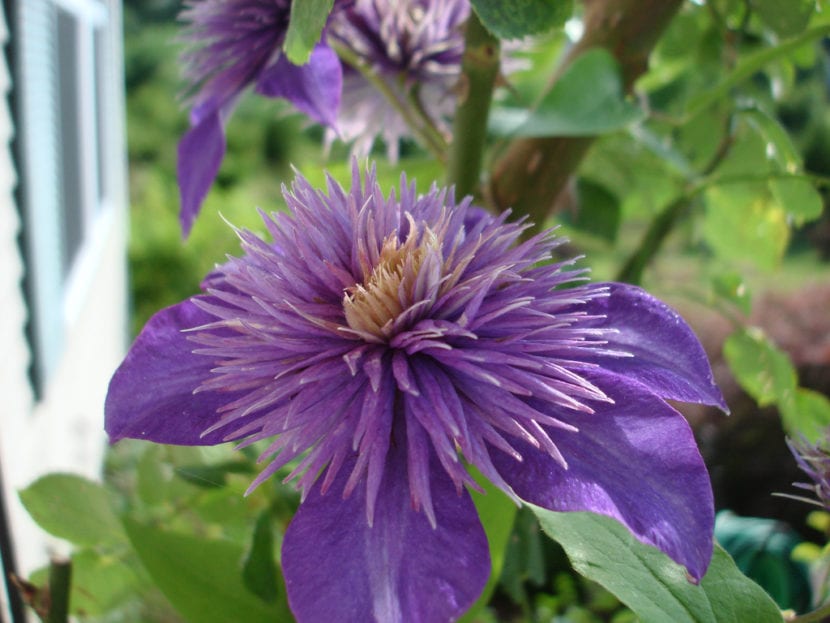 Clemátide de flor grande abierta en un enrejado