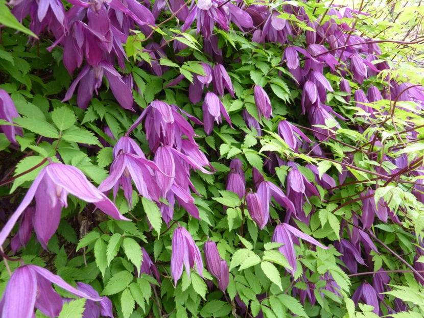 Clematis alpina con flores acampanadas colgantes