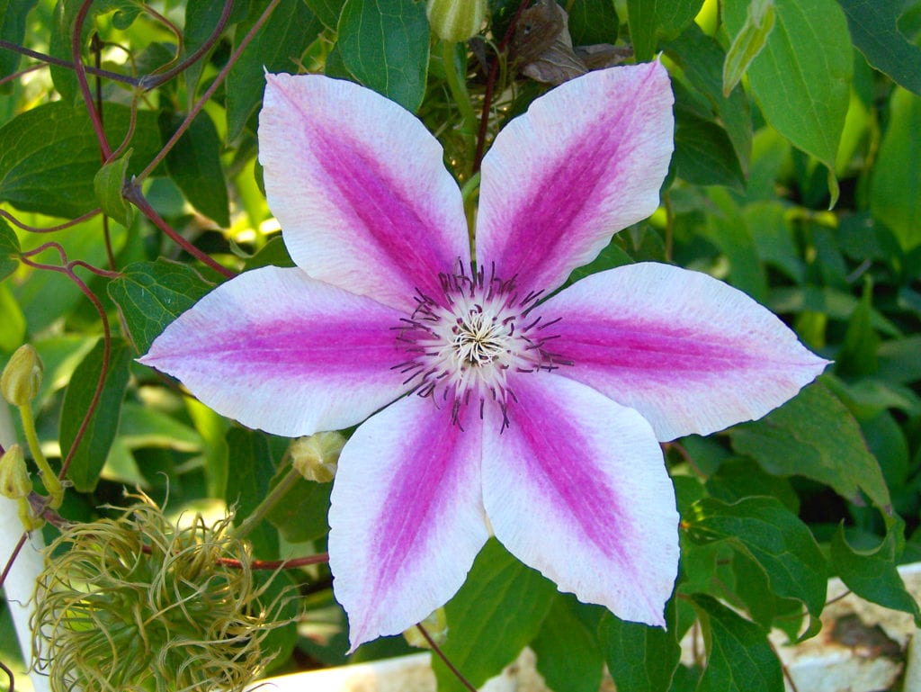 Clematis x Capitaine Thuilleaux