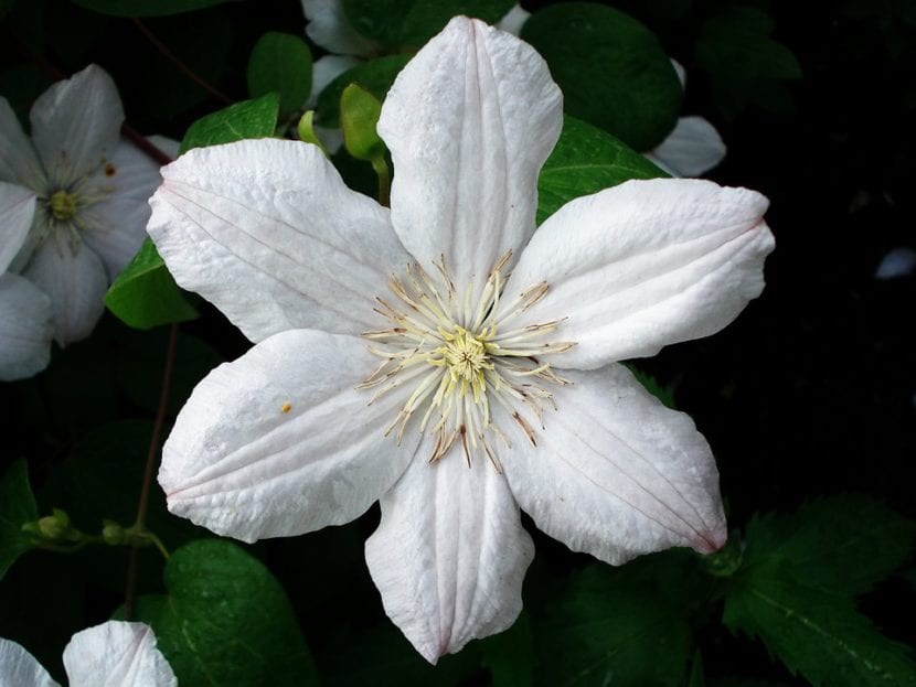 Clematis de flor blanca