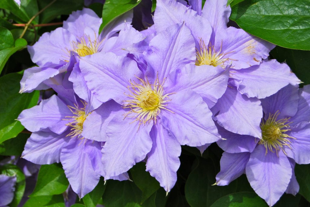 Clematis: el género y los tres grupos de poda