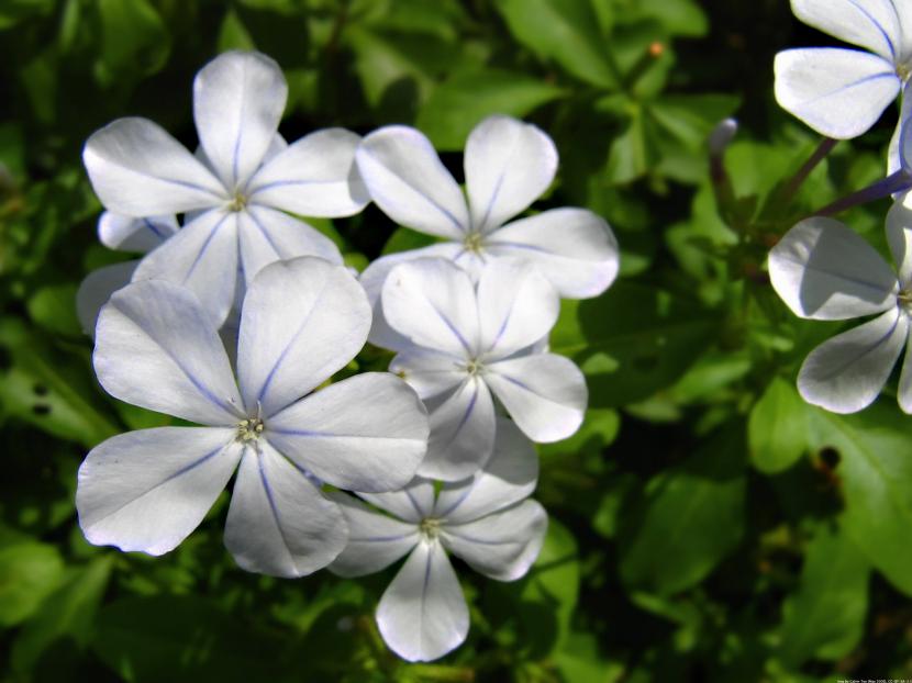 Plumbago