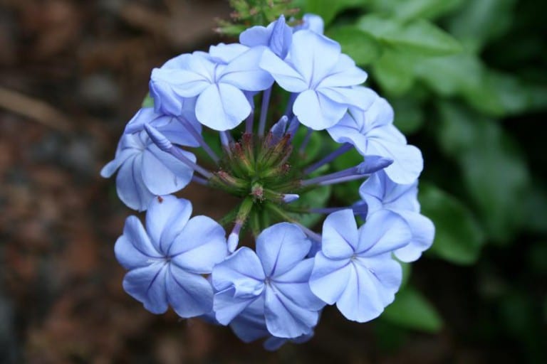 Flor azul celeste de Plumbago auriculata