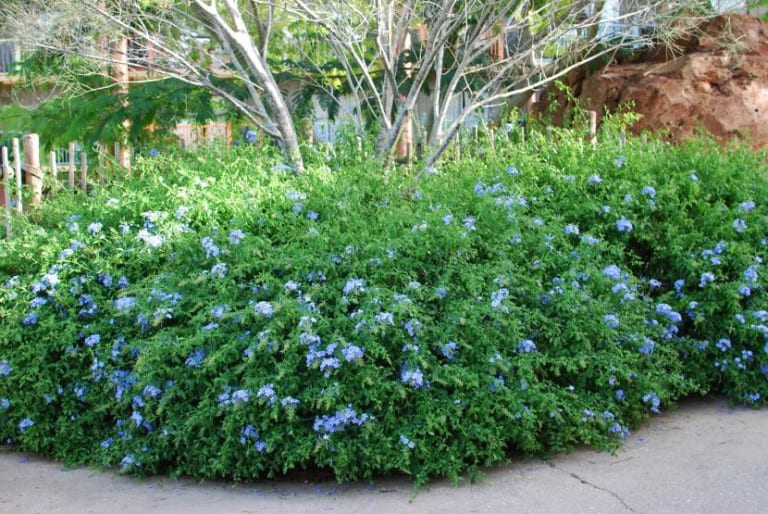 Seto de plumbago cubierto de flores azules