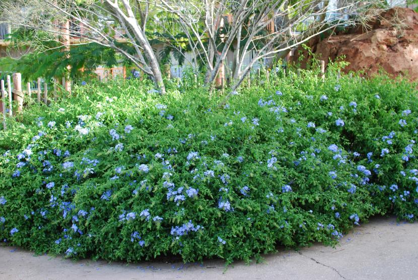 Seto de plumbago