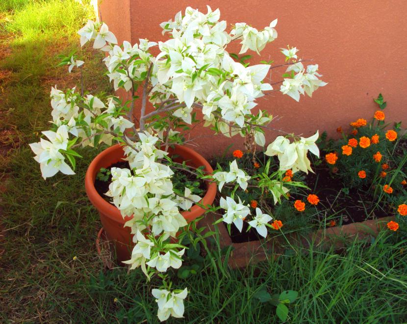Buganvilla blanca