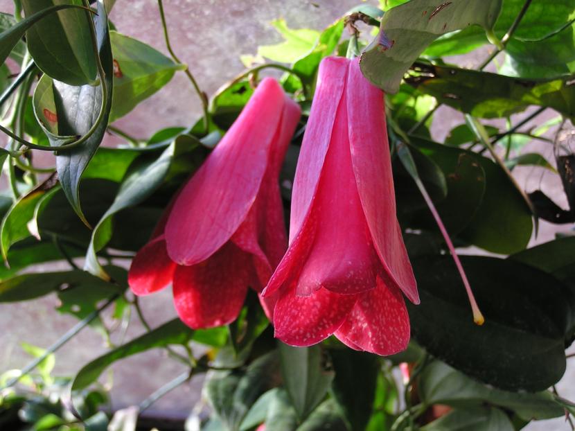 Lapageria rosea