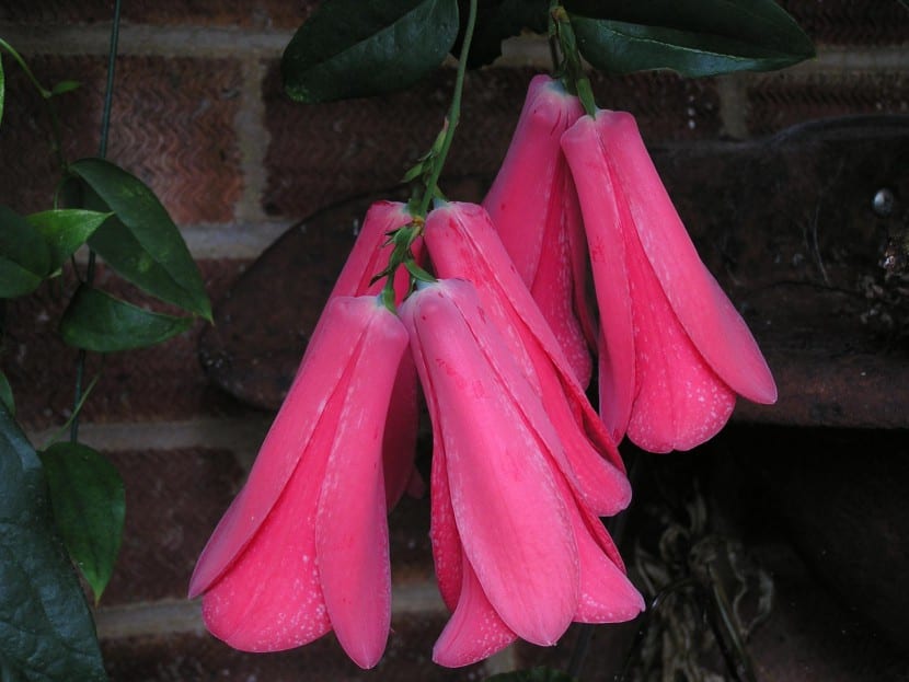 Flores de Lapageria