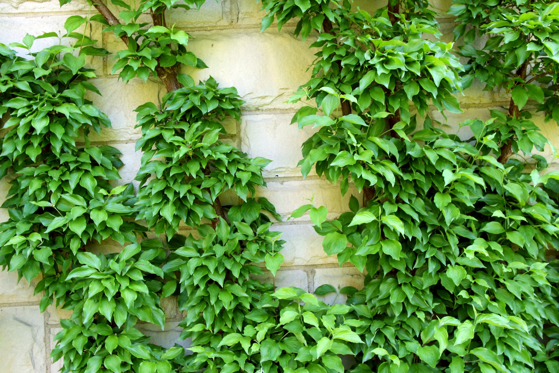 La enredadera se planta en primavera