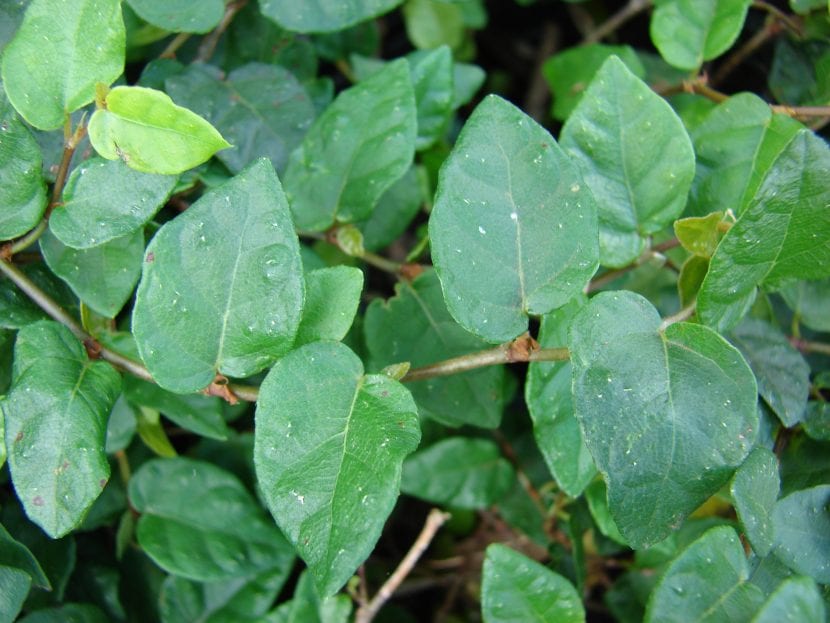 Hojas del Ficus pumila