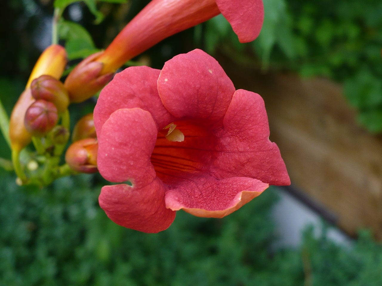 Cuidados de la Campsis radicans: sol, poda, riego y suelo