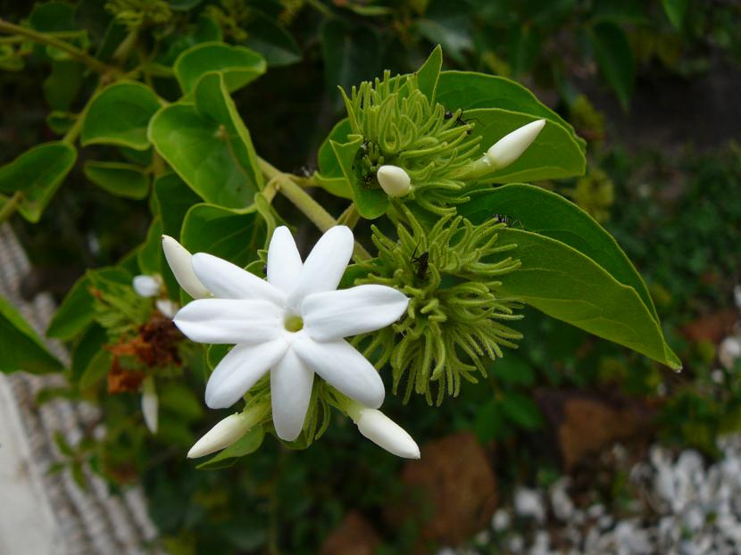 Jasminum multiflorum