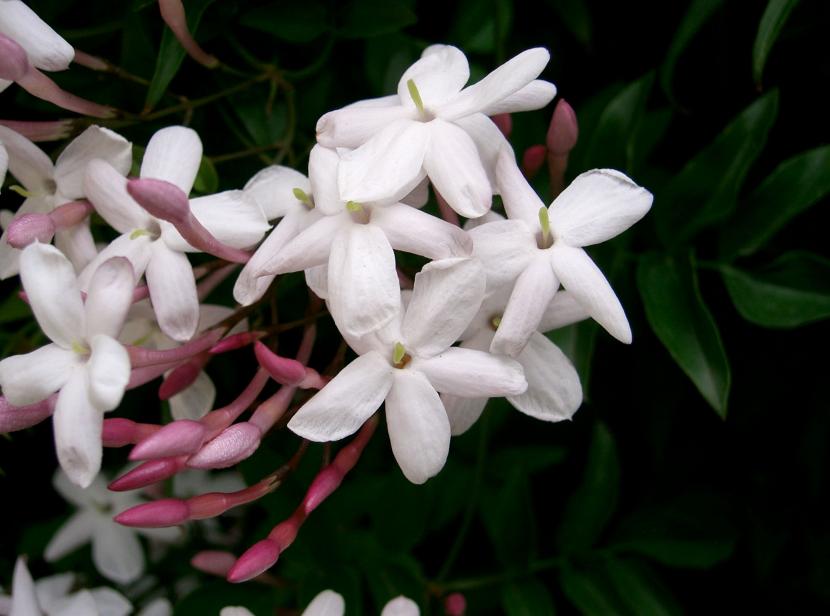 Jasminum polyanthum