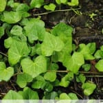 Detalle de las hojas de la Hedera azorica