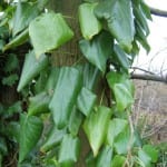 Preciosas hojas verdes de la Hedera colchica