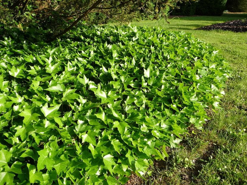 Vista de la planta Hedera helix 'Green Ripple' en un jardín