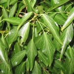Detalle de las hojas de la Hedera nepalensis