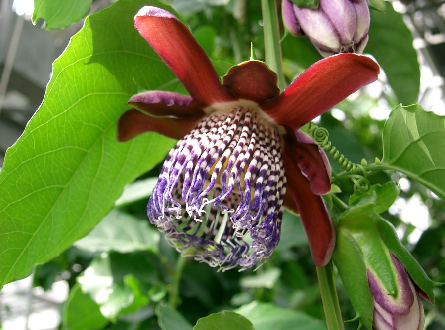 Flor de Passiflora alata abierta