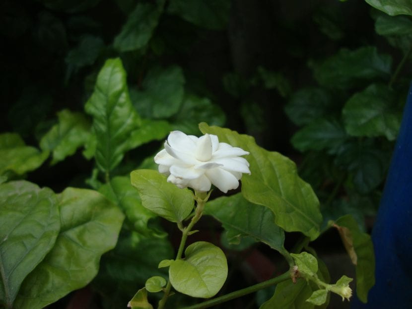 Planta de Jasminum sambac