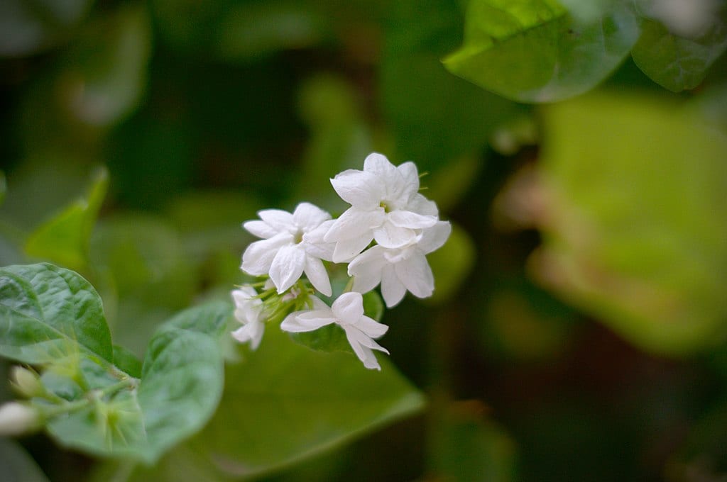 Damiela o Jasminum sambac: floración, aroma y cultivo