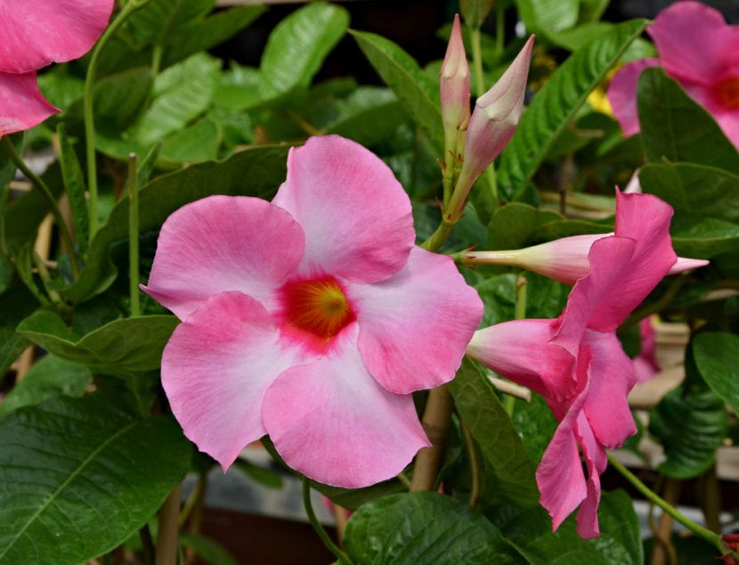 Dipladenia rosa